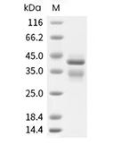 IL-12 Protein, Human, Recombinant