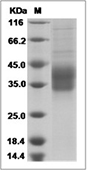 IL-35 Protein, Human, Recombinant (Flag & His)