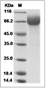 LILRA1/LIR-6/CD85i Protein, Human, Recombinant (His)