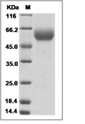 HHLA2 Protein, Human, Recombinant (His)