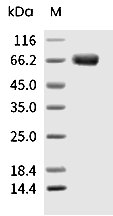 CD299 Protein, Human, Recombinant (hFc)