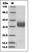 PD-L1 Protein, Human, Recombinant (His), Biotinylated