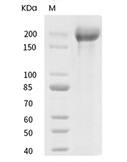 DEC-205 Protein, Human, Recombinant (His)
