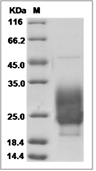 NKp30/NCR3 Protein, Cynomolgus, Rhesus, Recombinant (His)