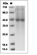 PLA2G2D Protein, Human, Recombinant (hFc)