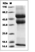 Latent TGF beta 1 Protein, Rat, Recombinant (His)