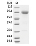 PD-1 Protein, Human, Recombinant (hFc)