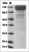 IL-31RA Protein, Human, Recombinant (His)