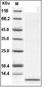 IL-8/CXCL8 Protein, Human, Recombinant (aa 23-99)