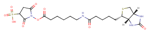 Sulfo-NHS-LC-Biotin