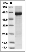 KEAP1 Protein, Human, Recombinant