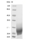 GM-CSF/CSF2 Protein, Mouse, Recombinant