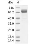 Transferrin Receptor/TFRC Protein, Cynomolgus, Rhesus, Recombinant (His)