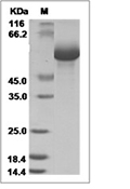 LILRB5/CD85c Protein, Human, Recombinant (His)