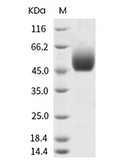 SIRP alpha V2 Protein, Human, Recombinant (His)