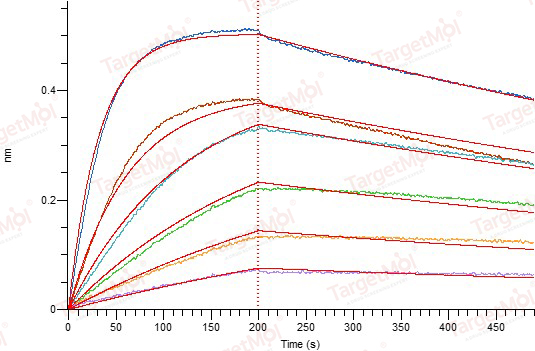 BAFF/TNFSF13B Protein, Mouse, Recombinant (mFc)