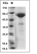 CD8 alpha Protein, Human, Recombinant (hFc)