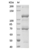 Complement C3 Protein, Human, Recombinant (His)