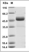 NKG2D/CD314 Protein, Mouse, Recombinant (hFc)