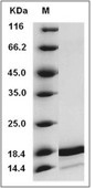 IL-36 alpha/IL-1F6 Protein, Human, Recombinant (aa 6-158)