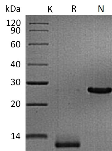 TGF beta 3 Protein, Human/Mouse/Rat, Recombinant