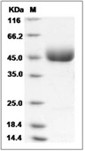 LRG1 Protein, Human, Recombinant