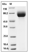 CD98 Protein, Mouse, Recombinant (His)