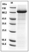 Coagulation factor XI/F11  Protein, Human, Recombinant (His)