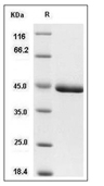 YKL-40/CHI3L1 Protein, Mouse, Recombinant (His)