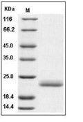 IL-1 alpha/IL-1A Protein, Human, Recombinant