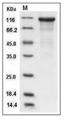 Cadherin 17/CDH17 Protein, Human, Recombinant (His)