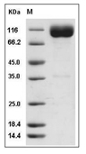 IL-18R alpha Protein, Rat, Recombinant (hFc)