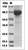 GALNT7 Protein, Human, Recombinant (His)