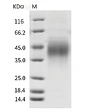 PD-1 Protein, Mouse, Recombinant (His)