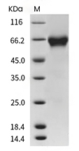 ACVR2B Protein, Human, Recombinant (hFc)