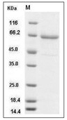 TLR2 Protein, Human, Recombinant (aa 1-587, His)