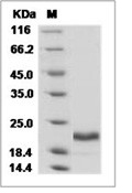 IL-28A Protein, Human, Recombinant (His)