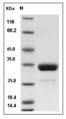 IgG2a Protein, Mouse, Recombinant