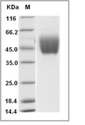 IL-10R alpha/IL-10RA Protein, Human, Recombinant (His)