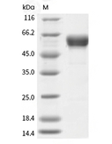 4-1BB/CD137/TNFRSF9 Protein, Human, Recombinant (hFc)