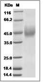Siglec-3/CD33 Protein, Human, Recombinant (His), Biotinylated