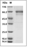 Albumin Protein, Human, Recombinant, Biotinylated (A215V)