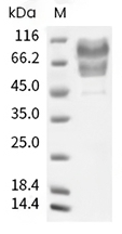 PSGL-1/CD162 Protein, Human, Recombinant (His)