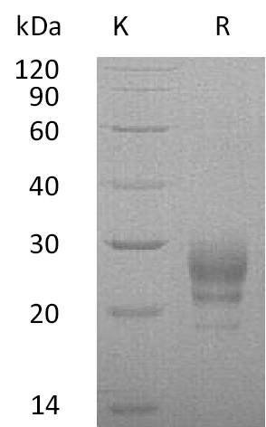 IL-7 Protein, Human, Recombinant (His)