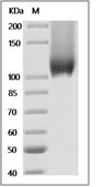 Neuropilin-1 Protein, Mouse, Recombinant (His)