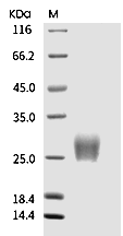 CTLA-4 Protein, Mouse, Recombinant (His)