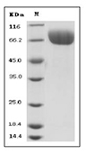 B7-H3 Protein, Human, Recombinant (His), Biotinylated