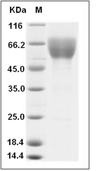 CD47 Protein, Cynomolgus, Recombinant (hFc)