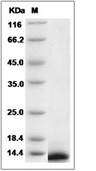 CXCL11 Protein, Human, Recombinant