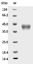 CD25/IL2R alpha Protein, Cynomolgus, Recombinant